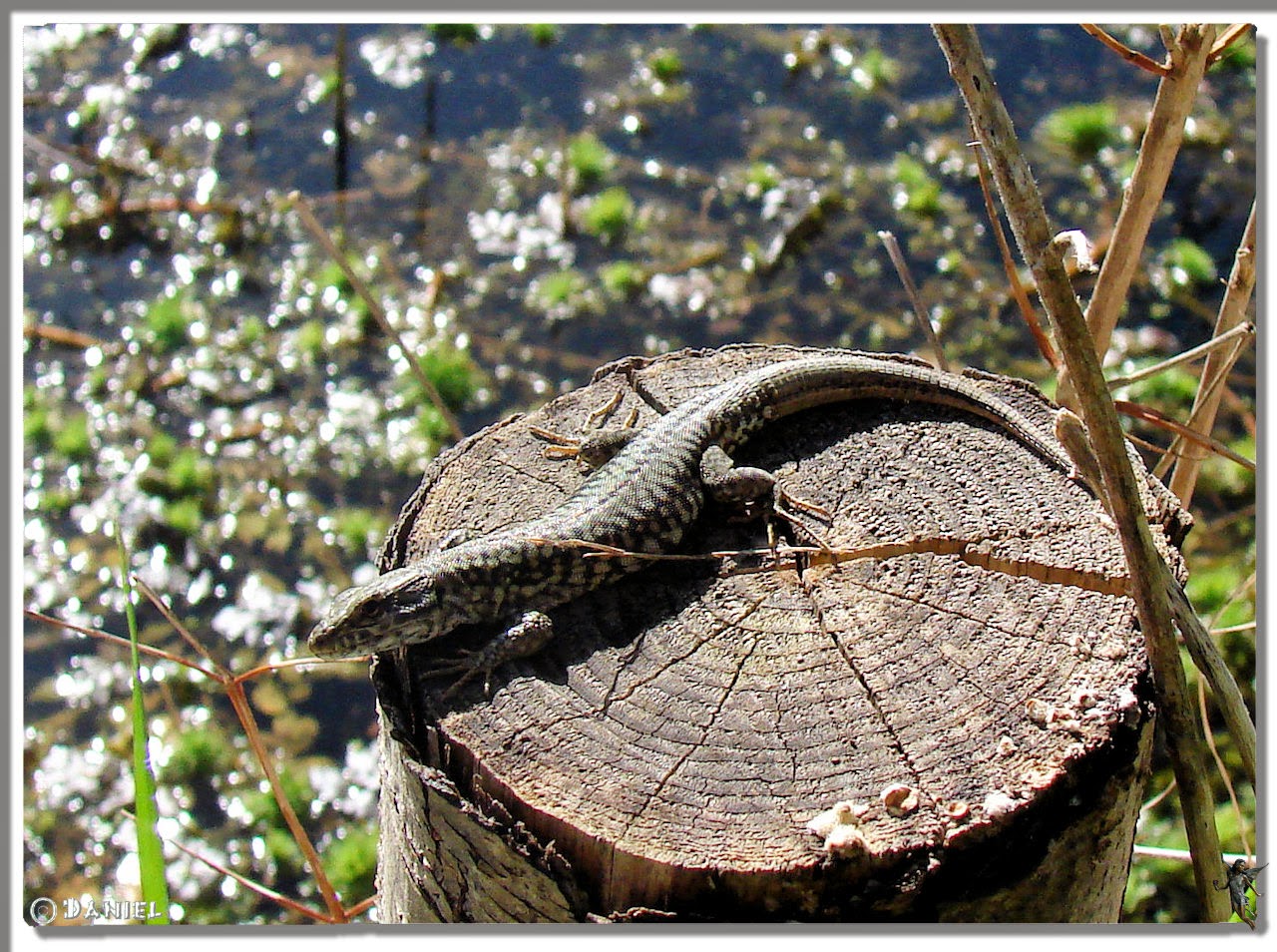 Chez Madeleine: Lezard