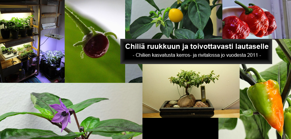 Chiliä ruukkuun ja toivottavasti lautaselle