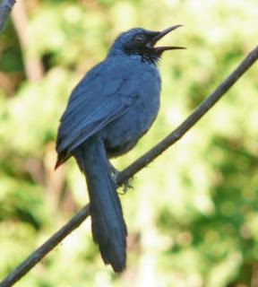 Suara burung merdu (blue mockingbird) Suara burung merdu (blue mockingbird)
