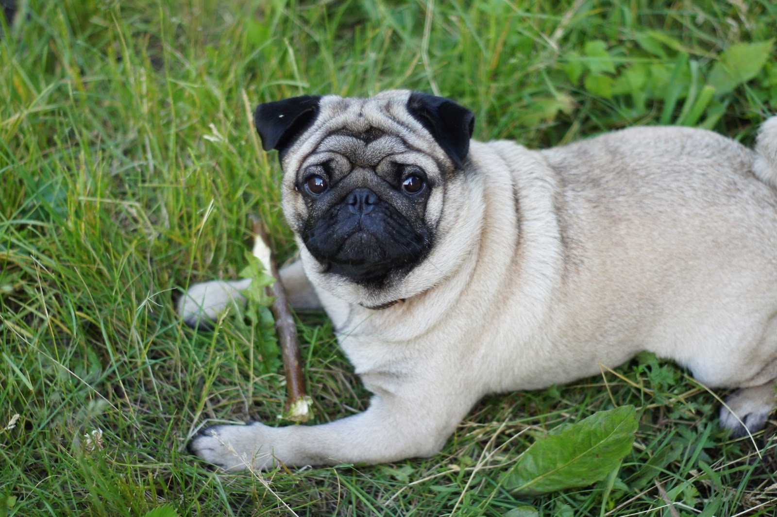 черный мопс порода. мопс окрасы. карликовый мопс. мопс бежевый. мопс кавалер.
