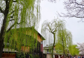 Ruby的旅記 京都賞櫻自助行 祇園白川南通夜櫻