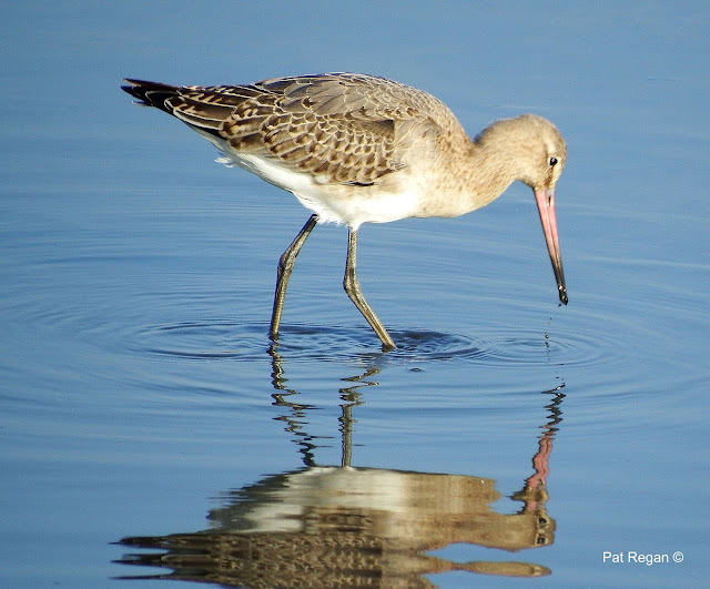 marshside%2Bblackwit