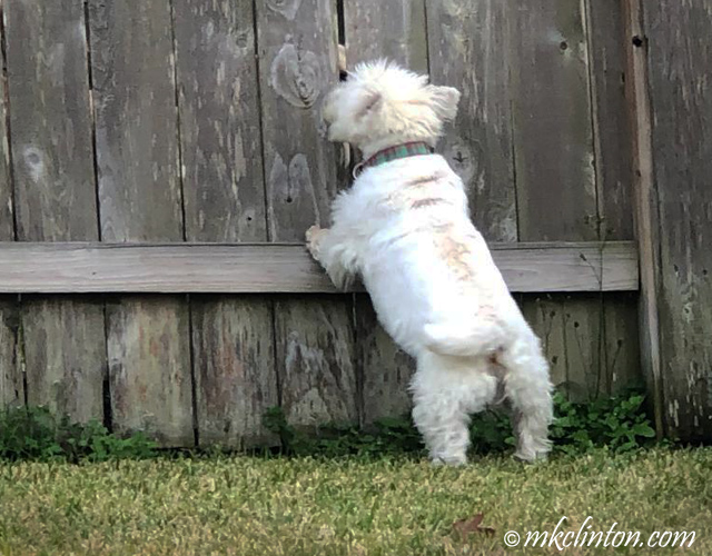 Westie with paws on fence