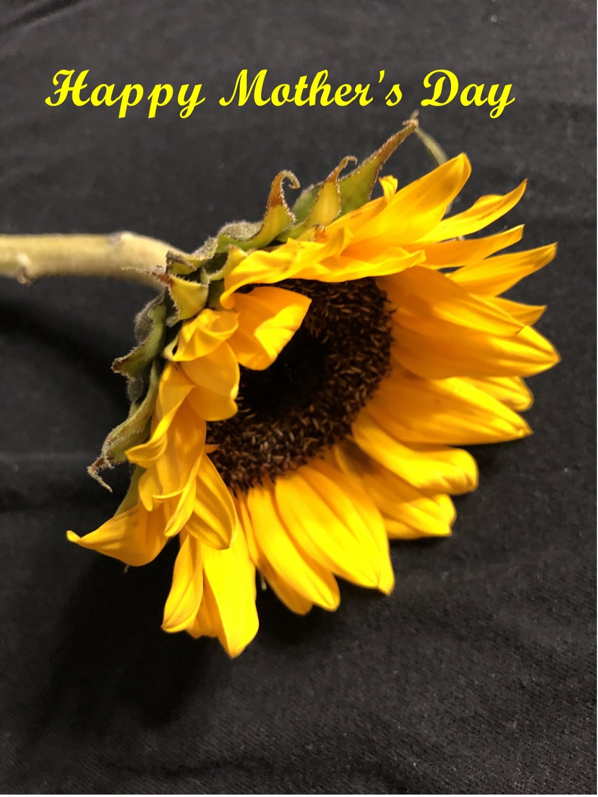 Geoff W. Sutton Blog Happy Mother Day USA hoppers