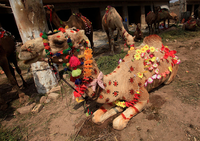 A camel for sale decorated with artificial flowers and henna patterns is seen at a makeshift cattle market, ahead of the Eid al-Adha festival in Peshawar, Pakistan. [Fayaz Aziz/Reuters]