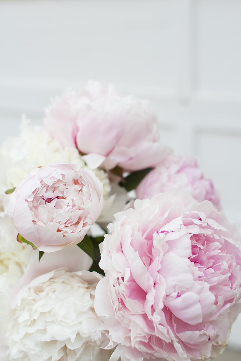 Pink and White Peonies