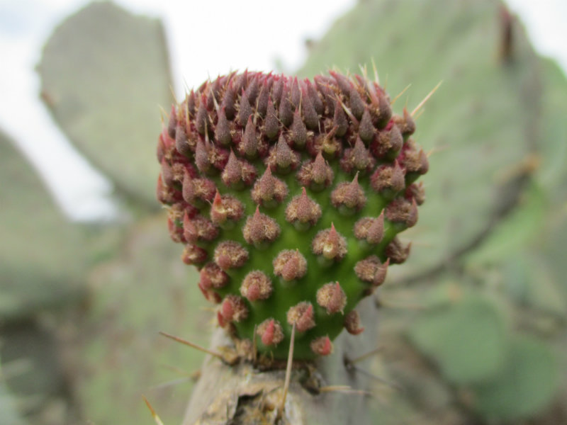 El nopal - blog 11