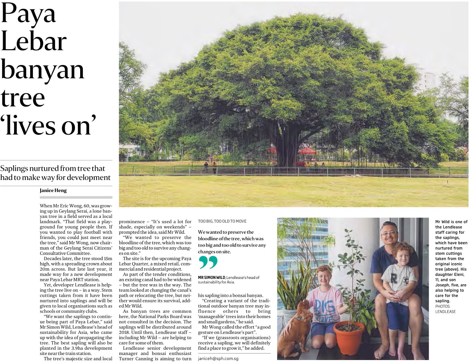 Newsworthy Paya Lebar banyan trees lives on