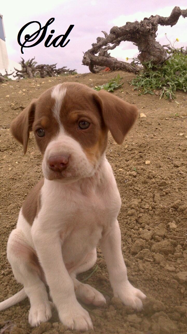 Discover the top dog names and breeds in Pennsylvania, image size:720x1280