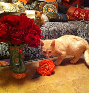 Sam and Dean Cats with Roses - Stein Your Florist Co. Sam and Dean Cats with Roses - Stein Your Florist Co.