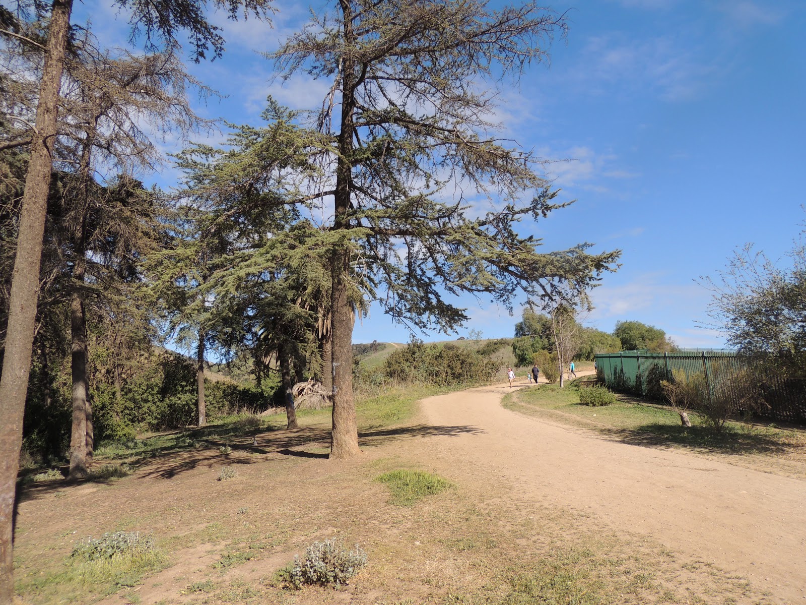 1000 Hikes in 1000 Days Day 838 Hellman Park Trail Peppergrass