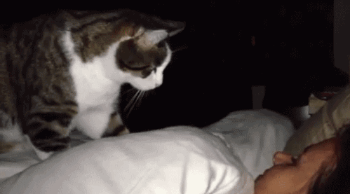 good night gifs wishes love