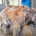 Abused, Emaciated Circus Tiger Received Affection For The First Time. Her Reaction Was Priceless! (VIDEO)