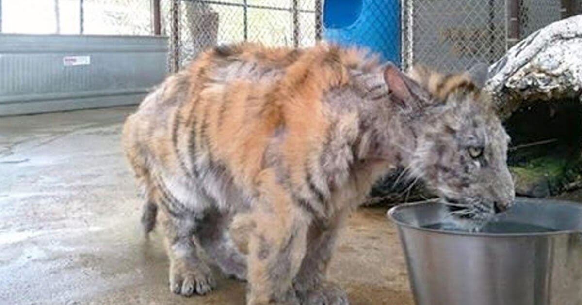Abused, Emaciated Circus Tiger Received Affection For The First Time