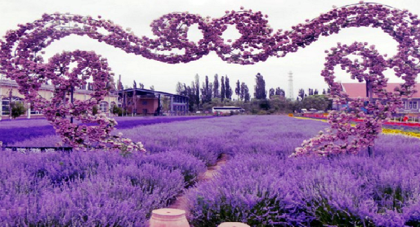 Bunga Lavender Bisa Di Makan Bunga Lavender Bisa Di Makan