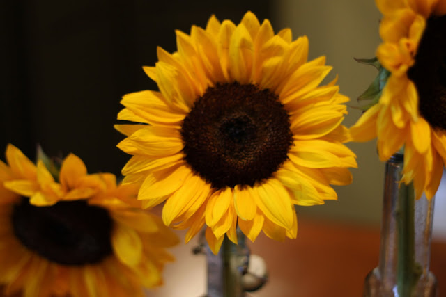 images of sunflowers