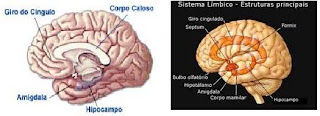 biologia: Giro do Cíngulo ou Giro Cingulado