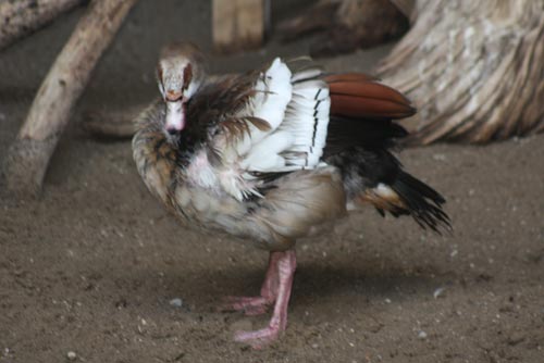 Egyptian Goose Egyptian Goose