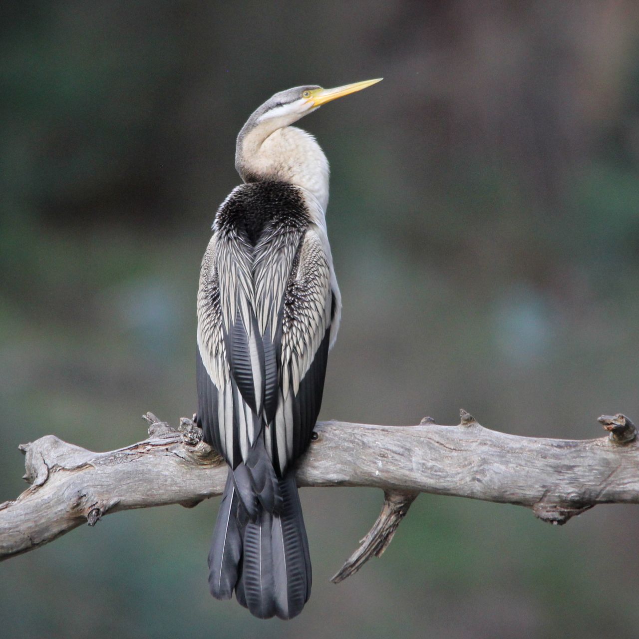 Pete's Flap Birding Aus Australasian Darter & colour variation