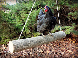 boredom busters chickens chicken jungle gym swing winter