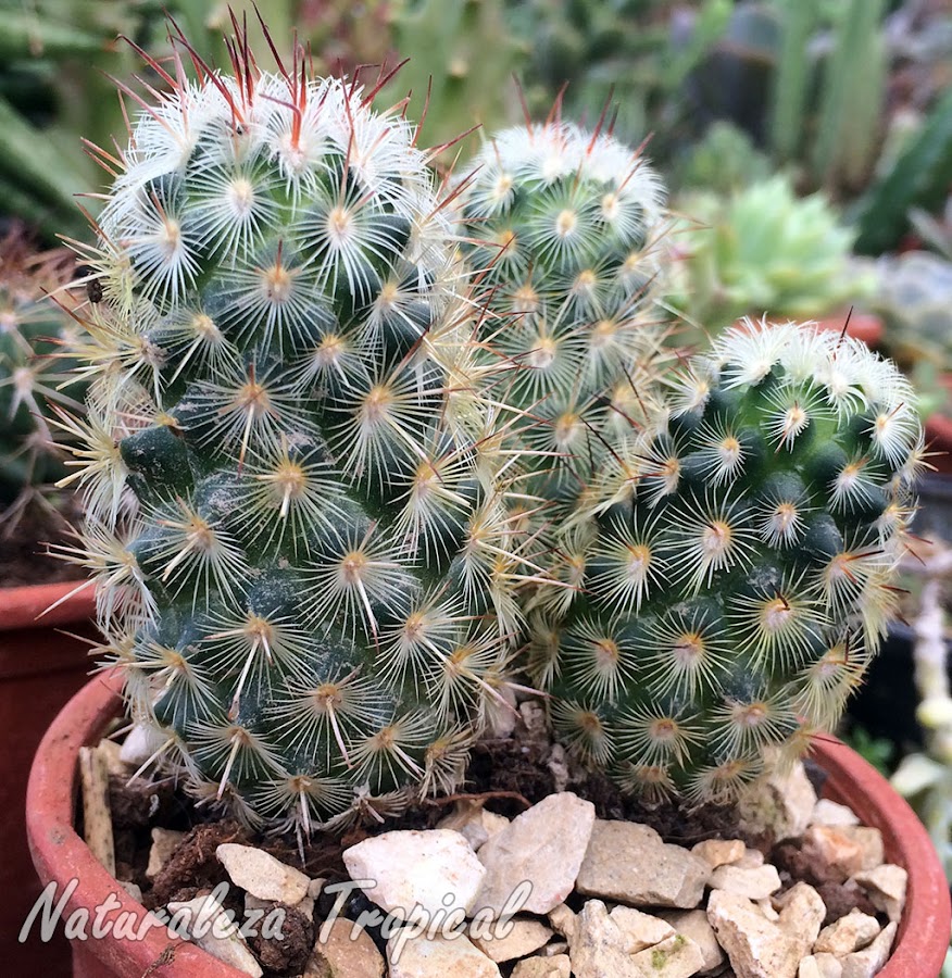 Otra imagen del cactus Biznaguita, Mammillaria microhelia