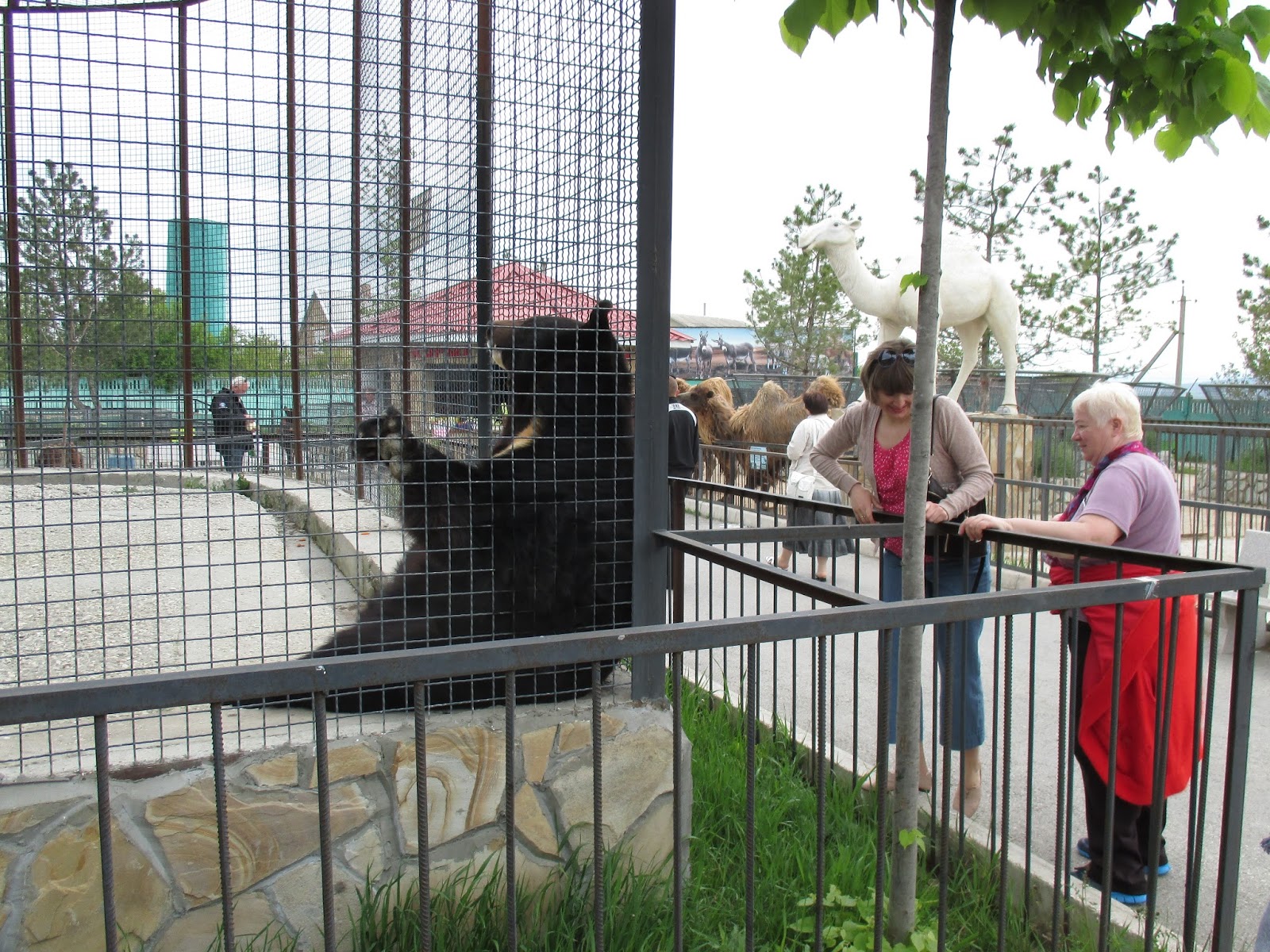 сафари-парк тайган медведи.