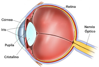 Resultado de imagen de parts de l'ull