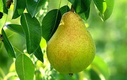 Gambar 24 Gambar Sketsa Buah Terpopuler Dp Bbm Pir Mewarnai di Rebanas