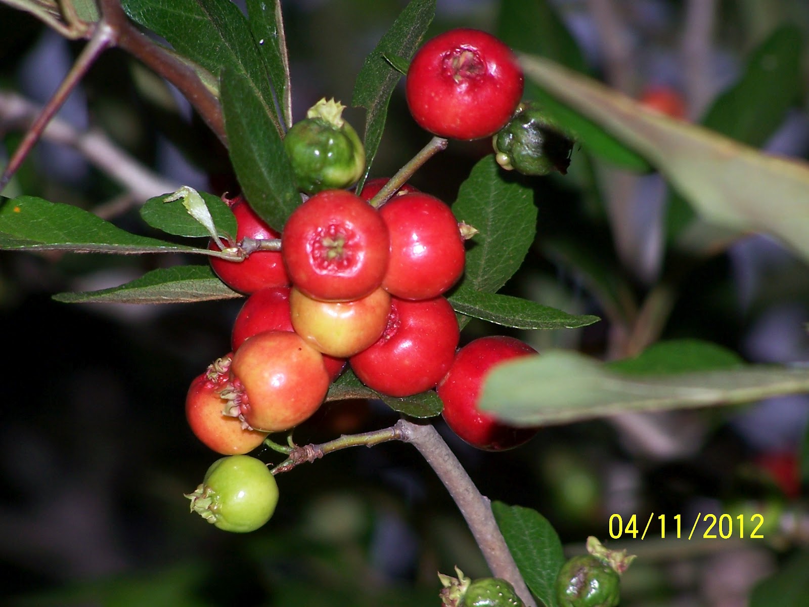 Mycookingmemories mayhaw jelly