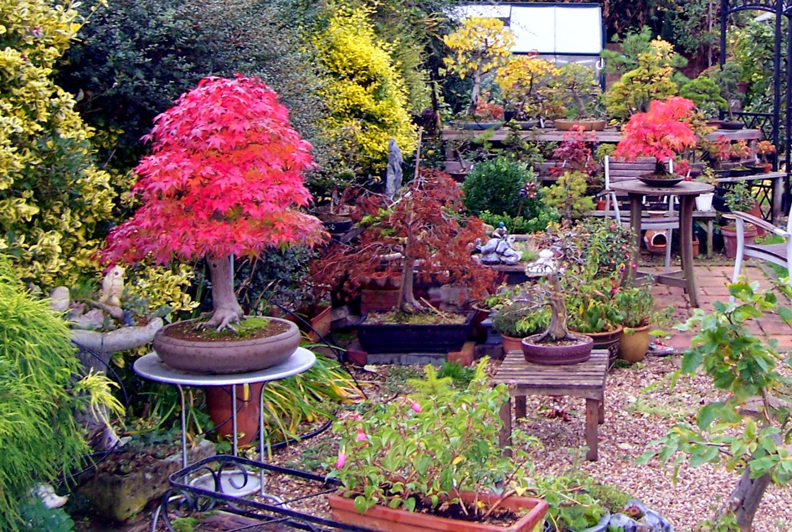 MiKo Bonsai Japanese Mountain Maple Progression photos