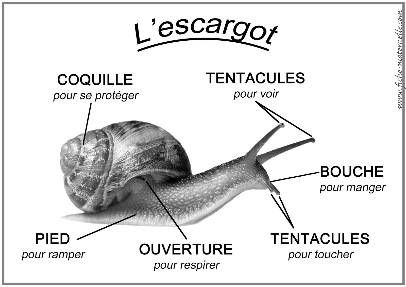 Le blog de Cathnounourse L'escargot cycle II Le blog de Cathnounourse L'escargot cycle II