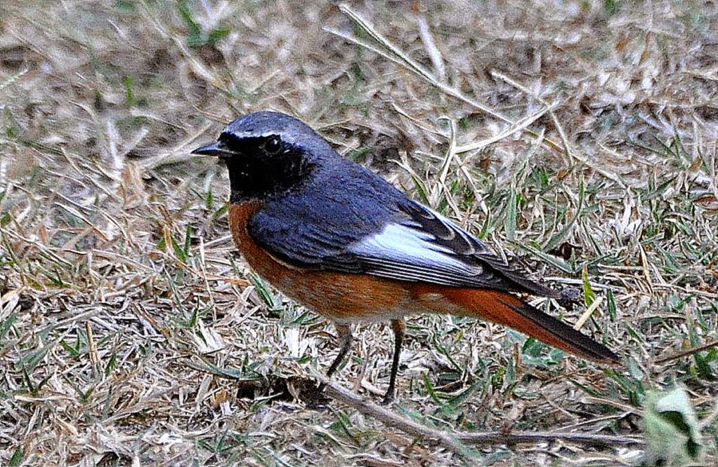 Common Redstart Bird Wallpaper