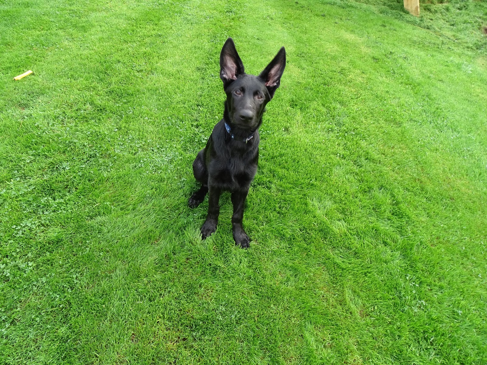cornwall-devon-and-dorset-police-dog-section-rudy-ozzie-devon-and