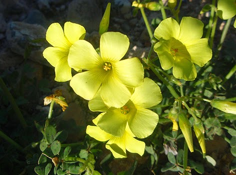 Aleluya (Oxalis corniculata) flor amarilla