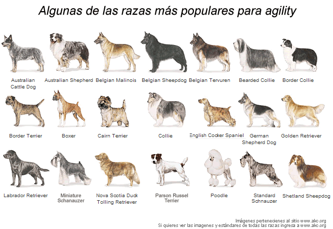 Razas De Perros Brunildo