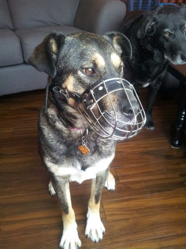 Dog Blog Monday's Trick Challenge Wear a Muzzle