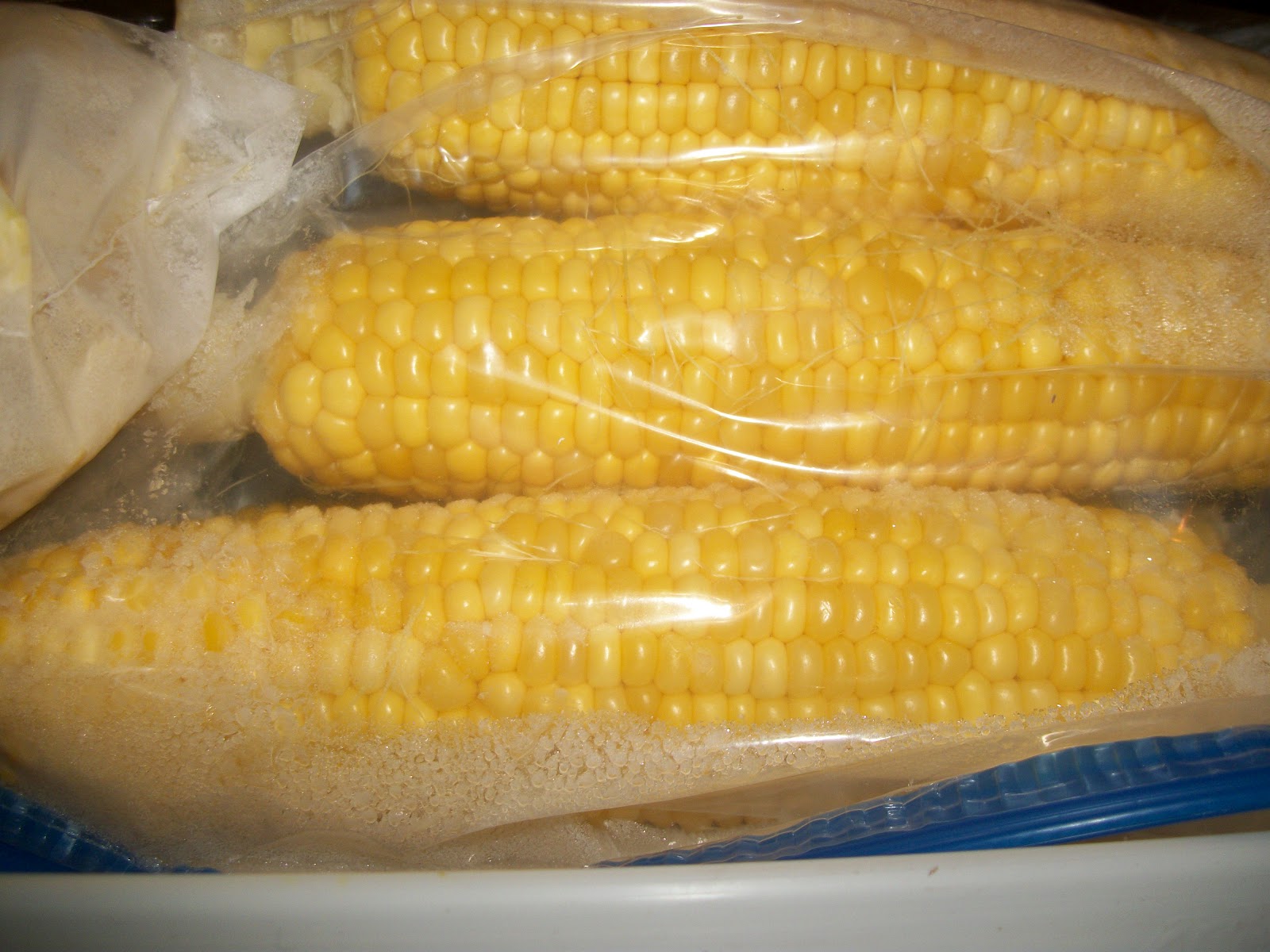 Заморозка кукурузы в початках на зиму. Кукуруза в початках на зиму. Початки кукурузы мини заморозка. Можно морозить кукурузу. Можно морозить кукурузу.