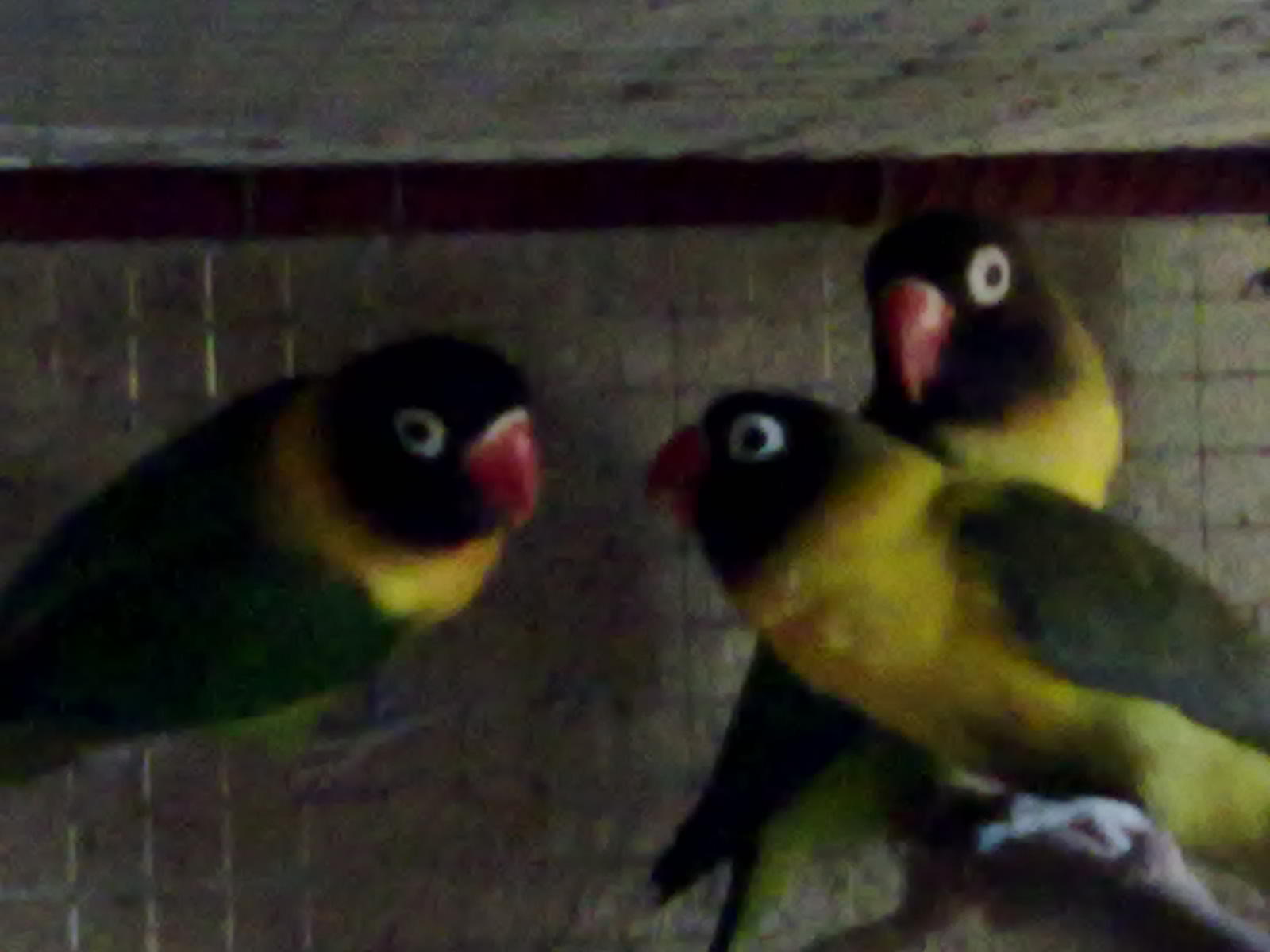 Lovebird Breeding Tips My experienced Life