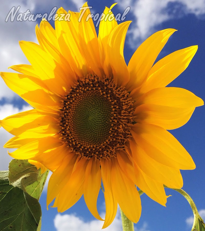 Flor característica del girasol, Helianthus annuus