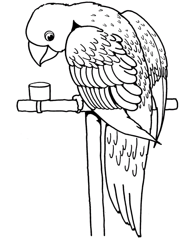 Animal Coloring Pages Images: Parrots Coloring Pages