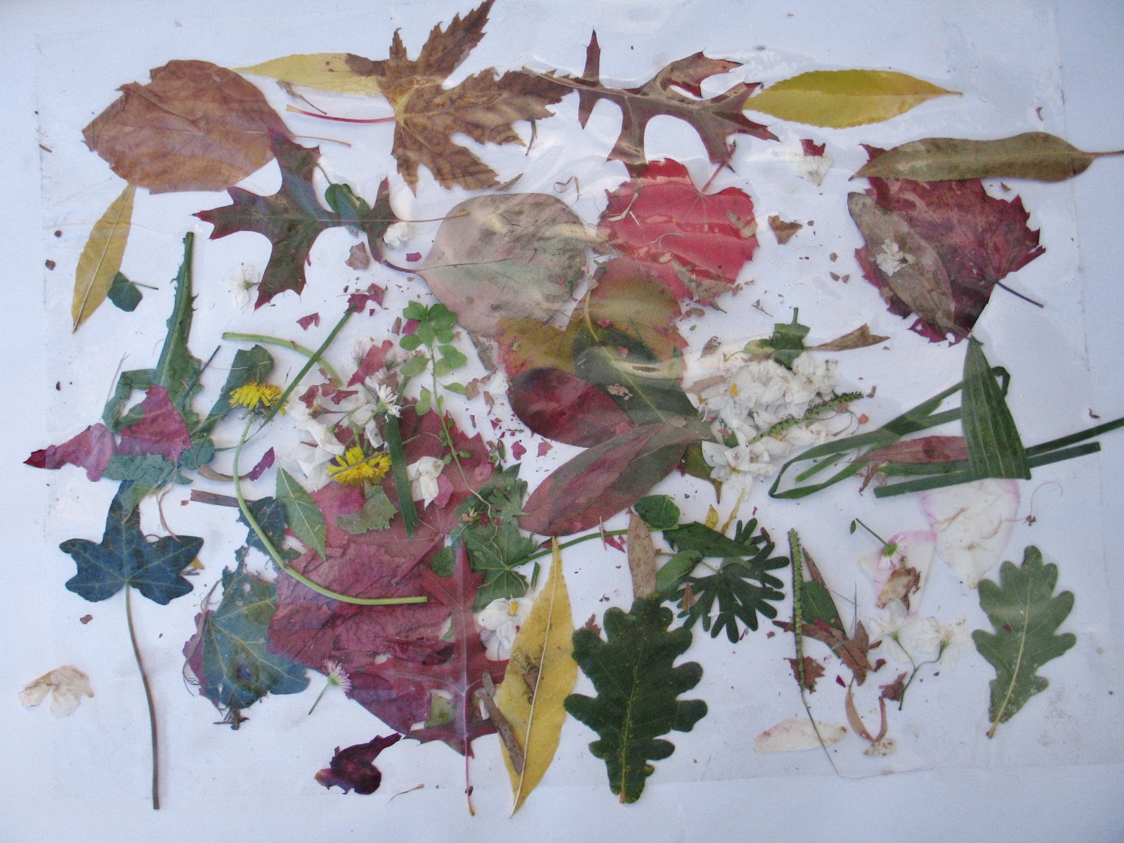 living, loving, laughing... Autumn Nature Collage