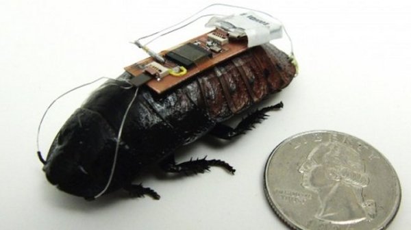 Científicos logran controlar una cucaracha por control remoto