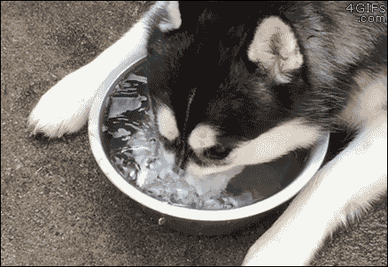 Huskies just like to have fun! #animals #dogs #funny #adorable #gif #cute #bubbles