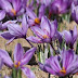 Saffron-Crocus-Sativus-Zafran-زعفران