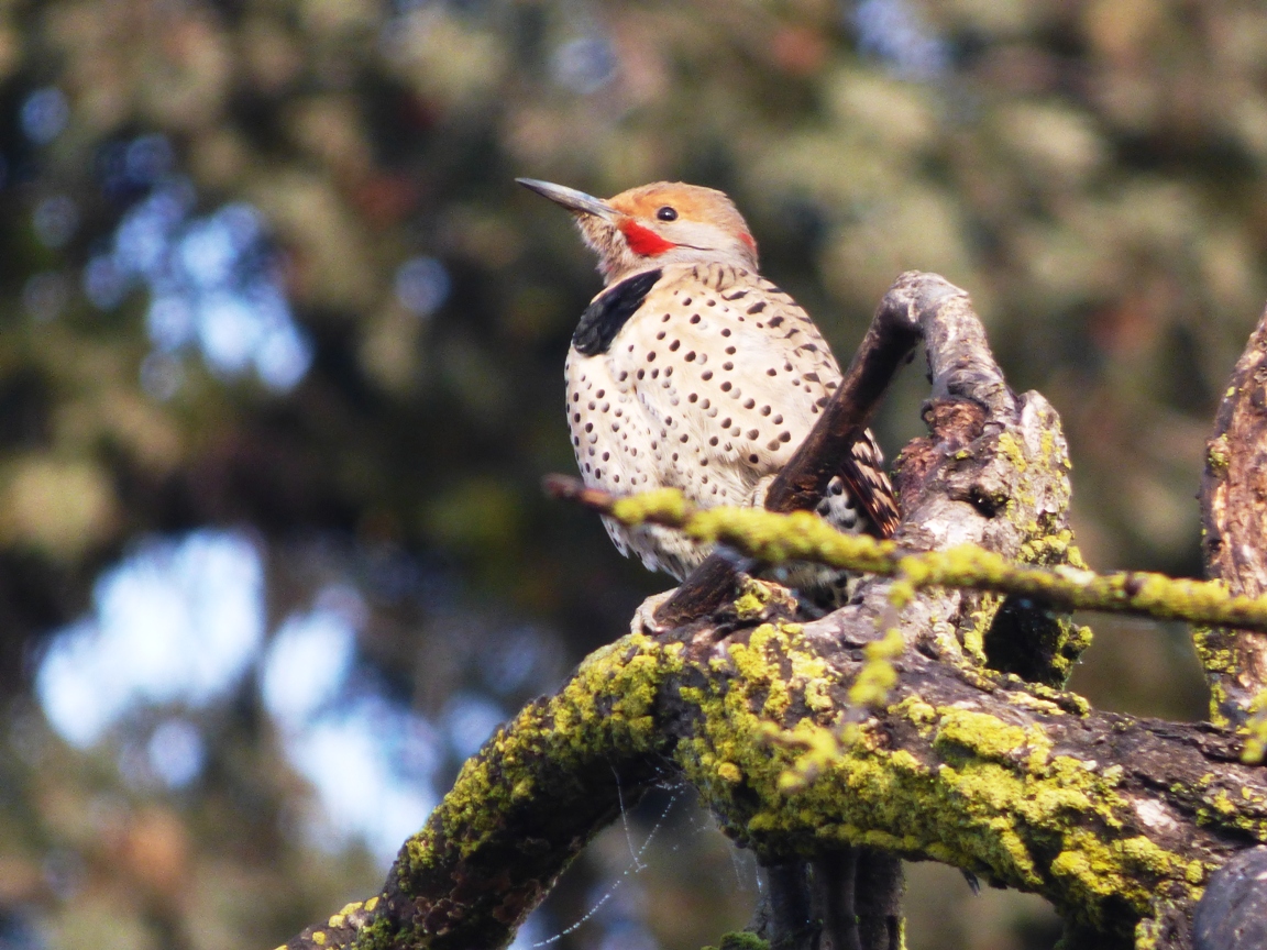 Geotripper's California Birds: Northern Flickers on the Tuolumne River