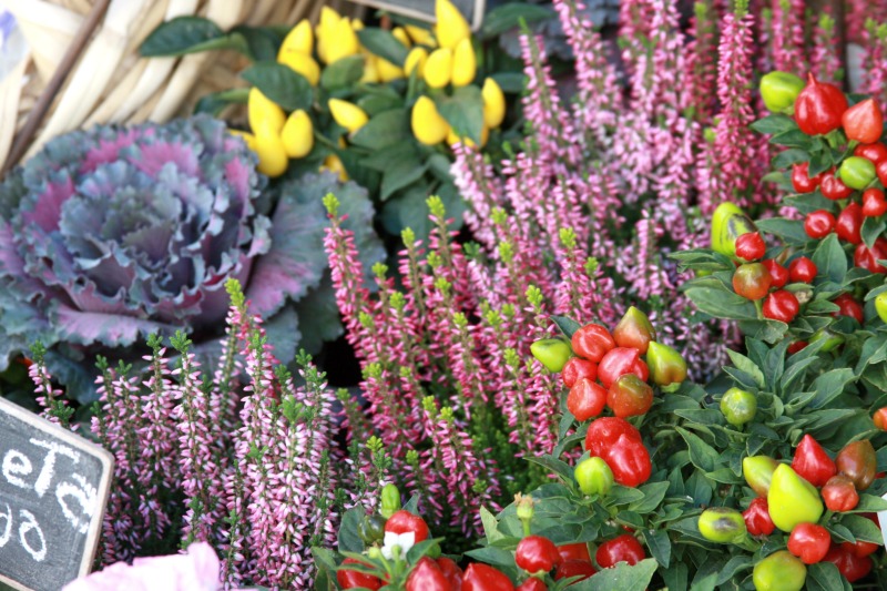 The Wanderer's Chronicles: Lisbon Chronicles | Flower Shops