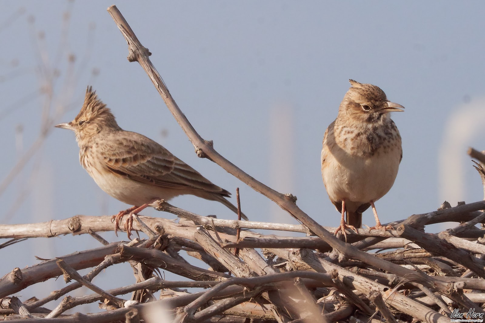 A Pair of Crested Larks