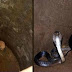 Deux chiots tombent dans un puit où se trouve un cobra, la suite est inimaginable...