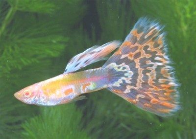 Gambar Ikan Guppy Mosaic - RREA Platinum Red Mosaic
