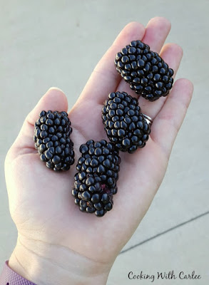 hand holding 3 giant blackberries